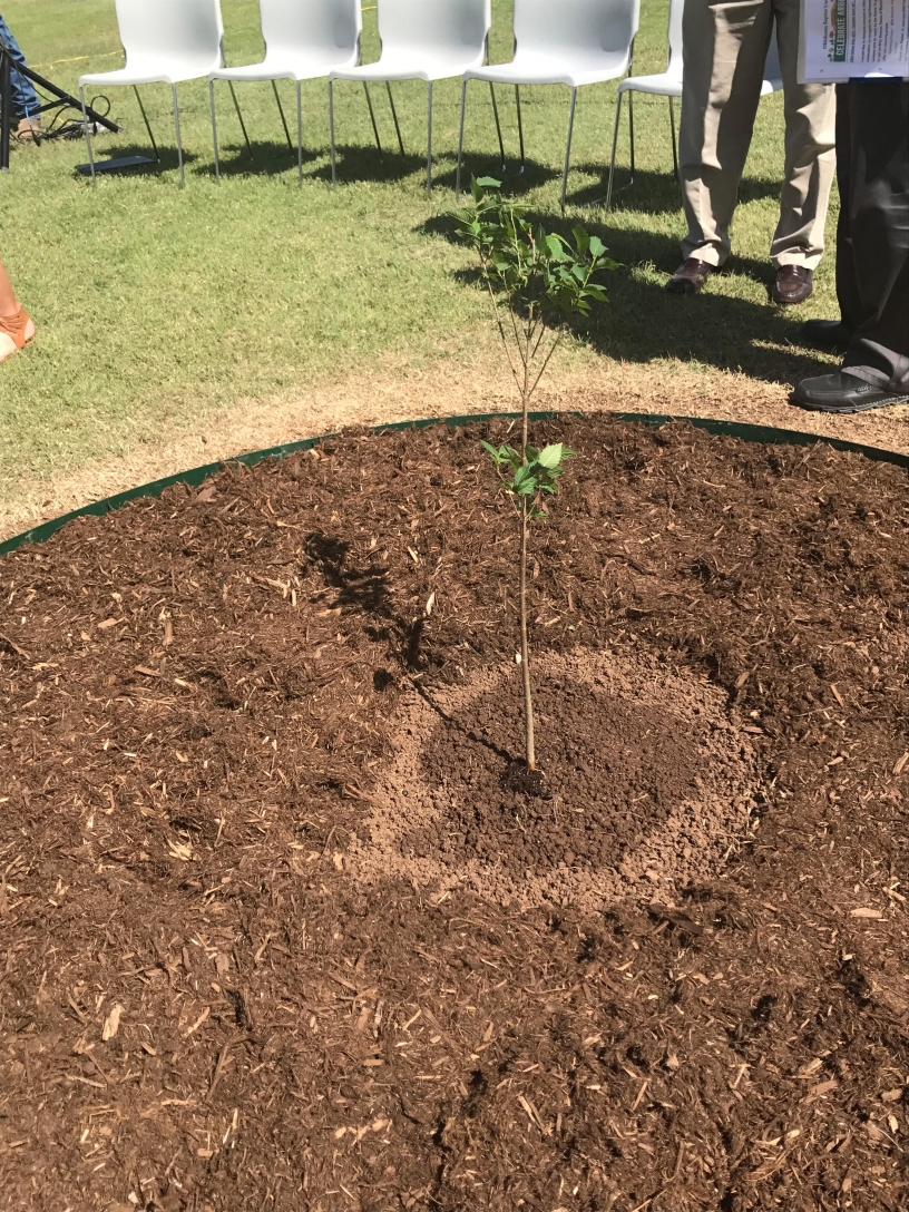 Confirmed by head gardener, Lisa Hair, the Survivor Tree Seedling was uprooted and placed back in its pot for safety. Multiple storms threatened the newly planted seedling so it was removed. It will be replanted late-May early-June